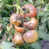 Правила использования трихопола от фитофторы на помидорах