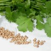 Растение кориандр: сорта, выращивание в домашних условиях