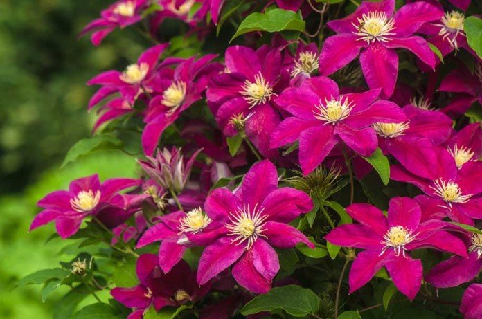 Самые красивые цветущие все лето многолетники: 25 растений с фото