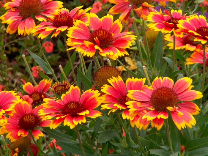 Самые красивые цветущие все лето многолетники: 25 растений с фото