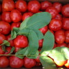 Секреты подготовки почвы для томатов