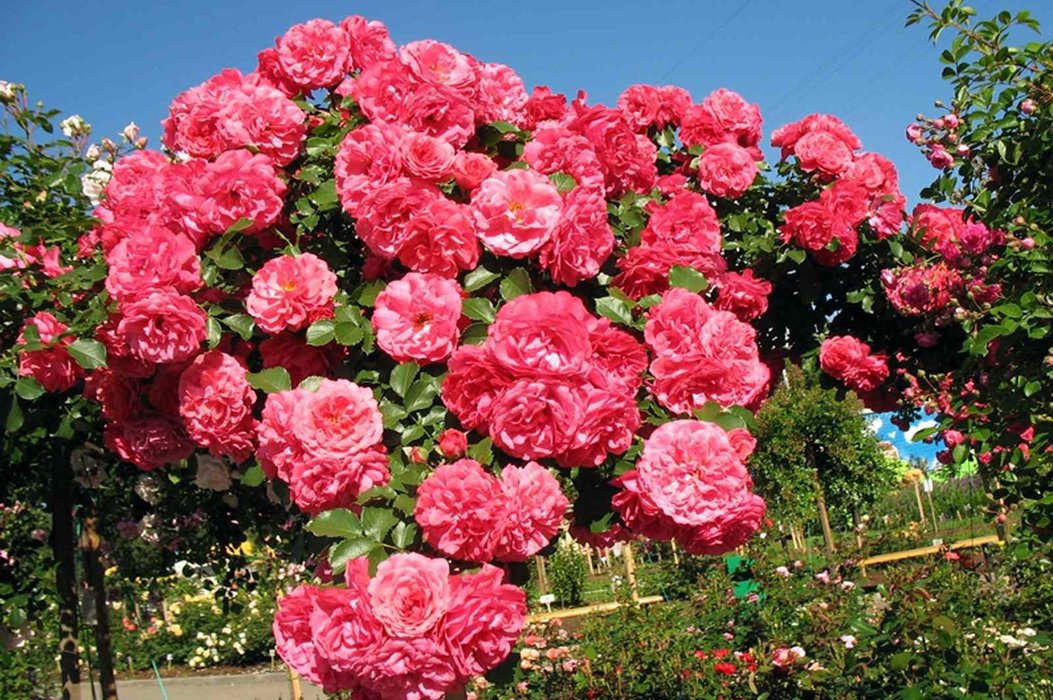 Секреты успешного выращивания плетистой розы Розариум Ютерсен: фото и отзывы
