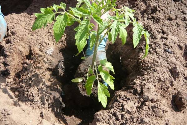 Сроки и лучшие схемы посадки помидоров в открытый грунт