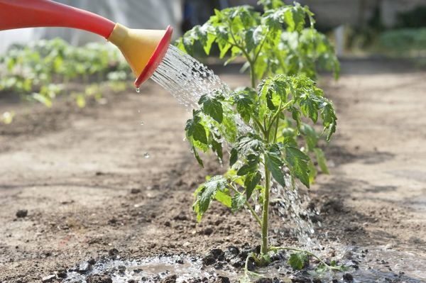 Сроки и лучшие схемы посадки помидоров в открытый грунт