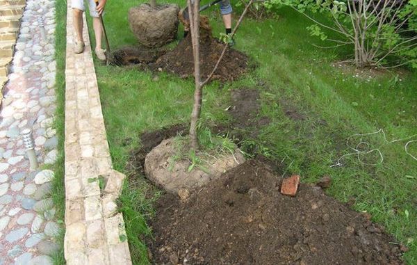 Сроки и правила посадки дерева вишни для начинающих