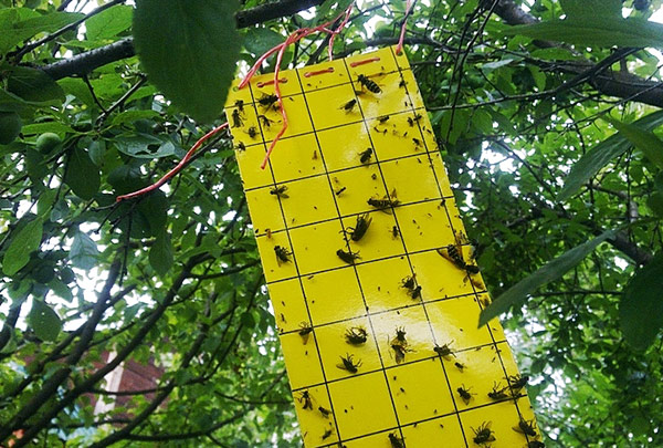 Сроки обработки и правила борьбы с вишневой мухой