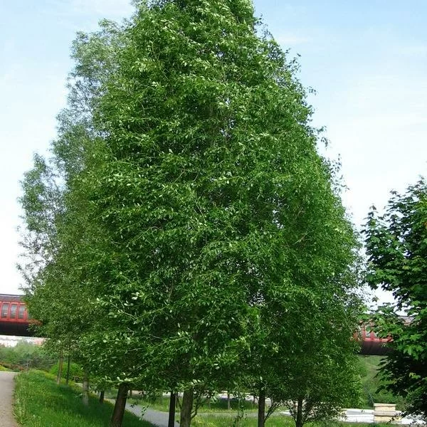 Тополь Китайский пирамидальный (Populus simonii)