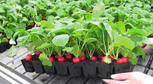 Выращивание сортов редиски на подоконнике