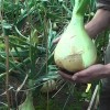 Гигантский лук Эксибишен: выращивание и уход