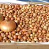 Голландские сорта лука-севка: описание и выращивание