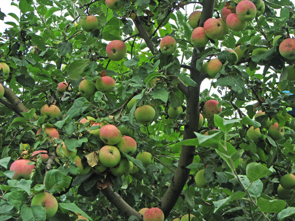 Характеристика карликовой яблони сорта Мельба