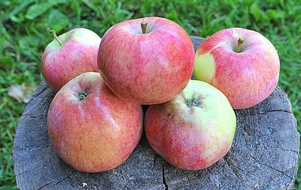 Характеристика карликовой яблони сорта Мельба