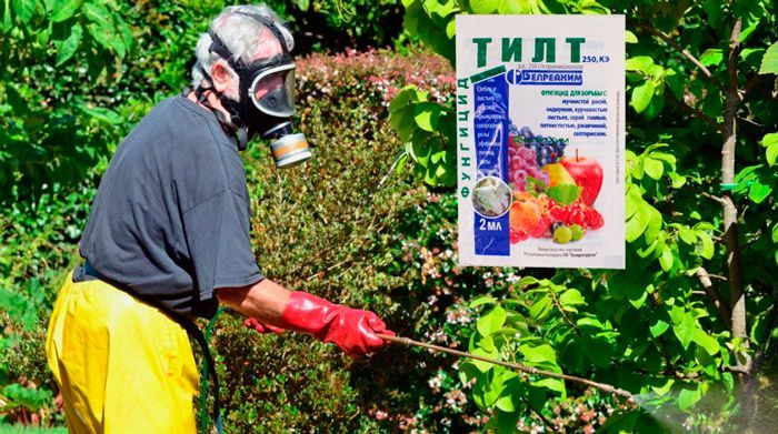 Инструкция по применению препарата “Тилт” для защиты растений от болезней