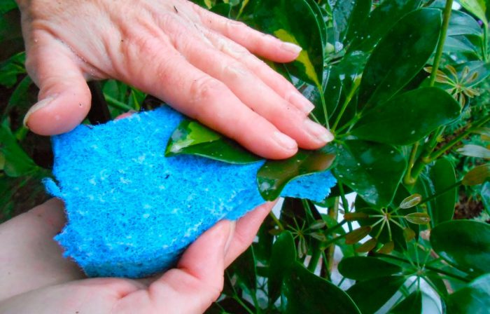 Как бороться с белокрылкой на огурцах: лучшие способы Как бороться с белокрылкой на огурцах: лучшие способы