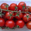 Как подвязать помидоры в теплице из поликарбоната: лучшие варианты