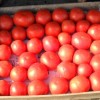 Как подвязать помидоры в теплице из поликарбоната: лучшие варианты