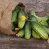 Как повысить урожай огурцов в теплице: советы специалистов