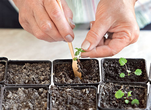Как правильно вырастить клубнику из семян
