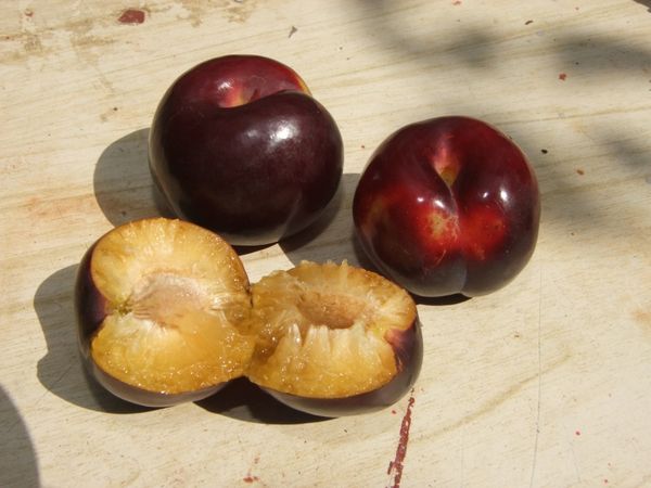 Какие гибриды персика существуют в природе