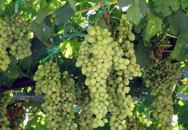 Какие виды сортов винограда бывают и как применяются