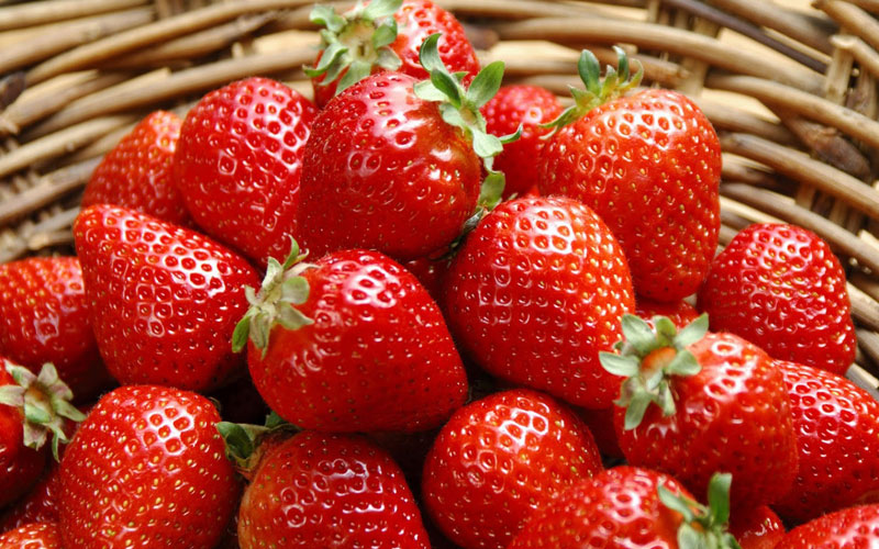 Клубника “Кимберли” – как вырастить в саду сладкую ягоду?