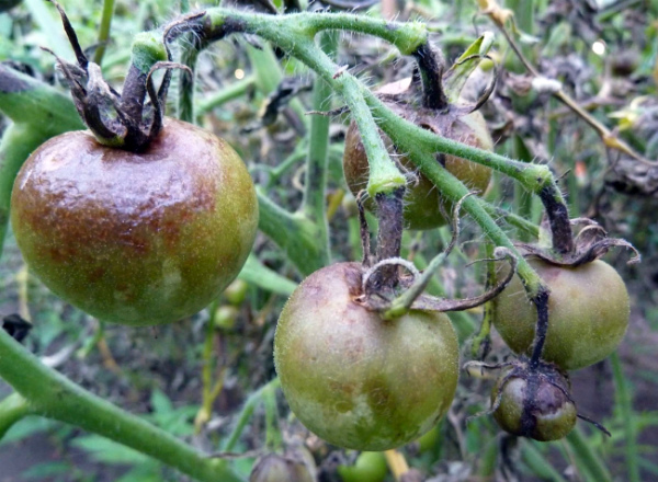 Когда и чем эффективно обработать помидоры от фитофторы?