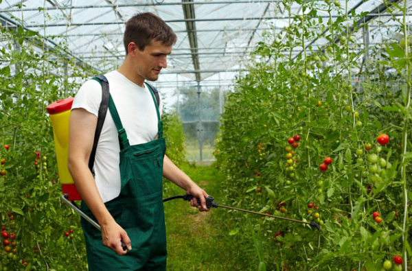 Когда и чем эффективно обработать помидоры от фитофторы?