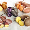 Когда начинать уборку картофеля: советы профессионалов