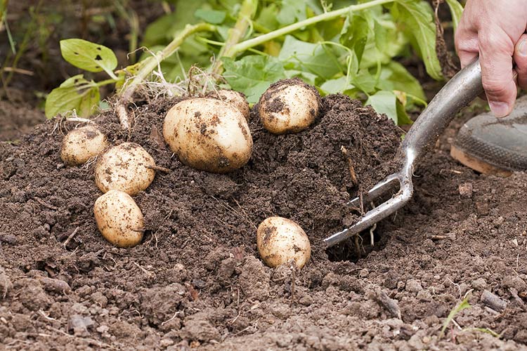 Когда начинать уборку картофеля: советы профессионалов
