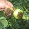 Когда нужно опрыскивать помидоры медным купоросом от фитофторы?
