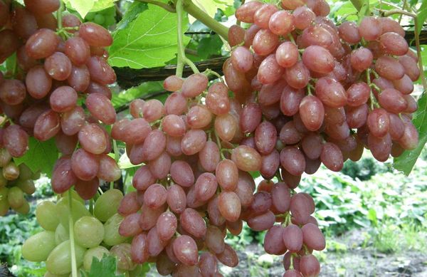 Лучшие сорта и особенности выращивания винограда кишмиш