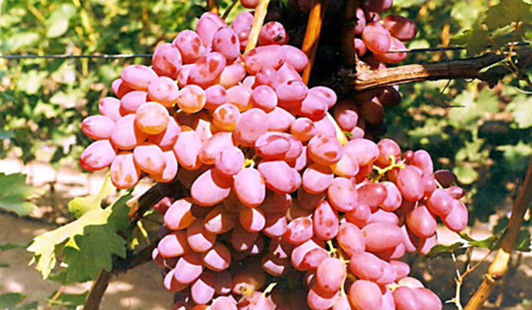 Лучшие сорта и особенности выращивания винограда кишмиш
