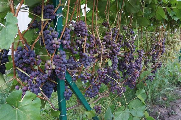 Лучшие сорта и выращивание винограда в Беларуси