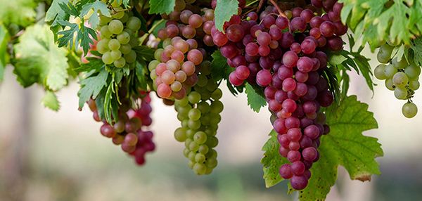 Лучшие сорта и выращивание винограда в Беларуси