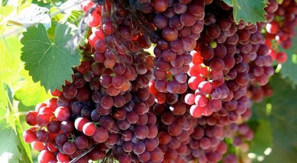 Лучшие сорта винограда для посадки и выращивания на Урале