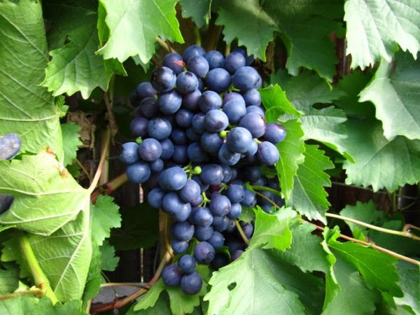 Лучшие столовые и технические сорта винограда в Крыму
