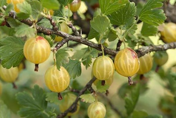 Одна из любимых ягод садоводов крыжовник Русский желтый