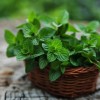 Описание популярных сортов и видов мяты