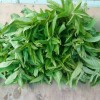 Описание популярных сортов и видов мяты