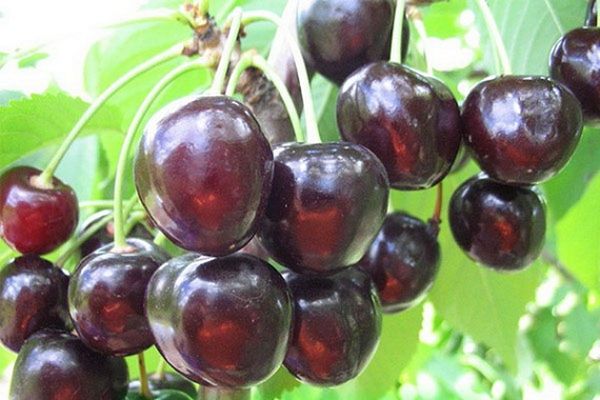 Описание среднеспелой и высокоурожайной Антрацитовой вишни