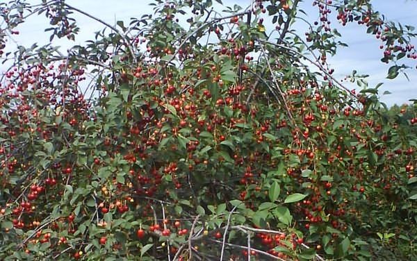 Описание среднеспелой и высокоурожайной Антрацитовой вишни