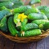 Опыление огурцов в теплице: выбор сорта, правила выполнения