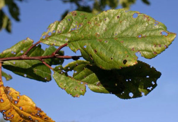 Основные болезни вишни и способы их лечения