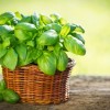 Особенности выращивания и применения лимонного базилика
