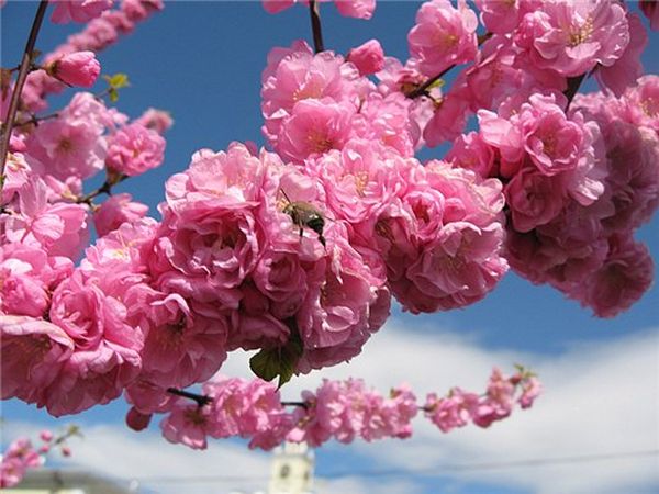 Особенности выращивания японской мелкопильчатой вишни