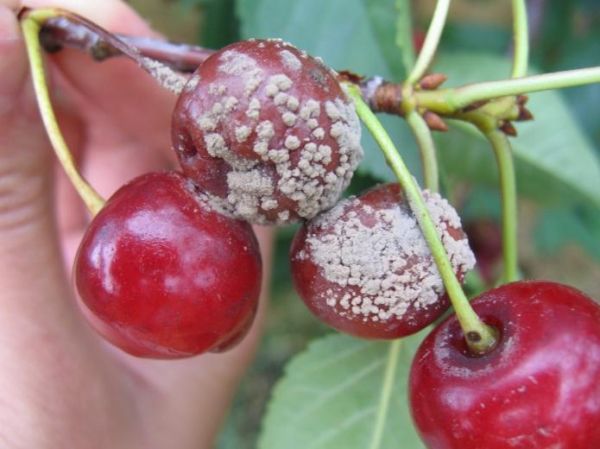 Особенности выращивания японской мелкопильчатой вишни