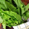 Посадка и уход за щавелем: как получить хороший урожай