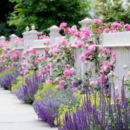 Роскошные кустовые розы в дизайне сада: интересные виды и сорта с фото