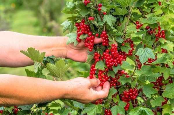 Секреты успешного выращивания и ухода за кустами смородины