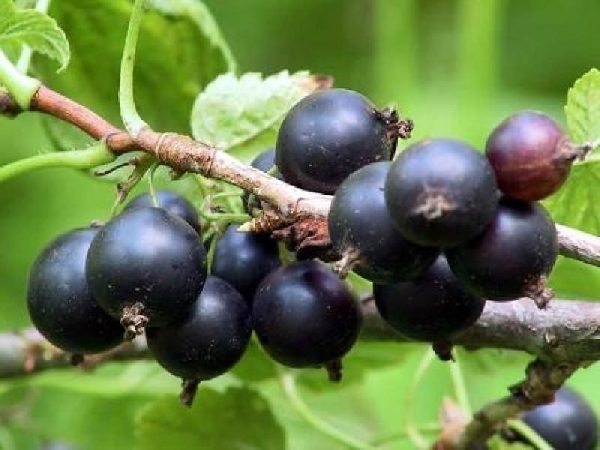 Смородина Сокровище – вкусные ягоды на дачном участке